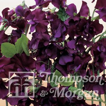 Pois de senteur Blue Velvet - Lathyrus odoratus Pois de senteur Blue Velvet - Lathyrus odoratus