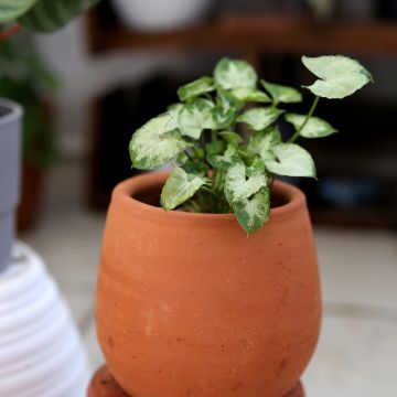 Syngonium podophyllum Pixie - Arrowhead vine