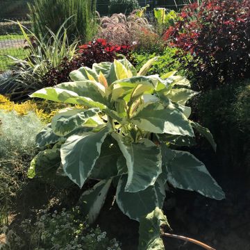 Nicotiana tomentosa Variegata