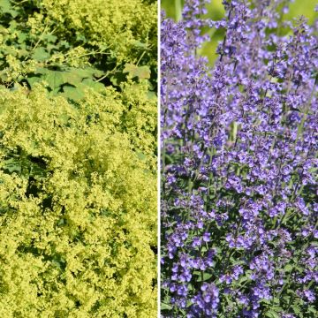 Yellow and Blue Carpet – Lady's Mantle and Catmints
