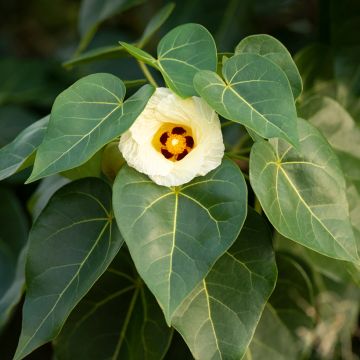 Thespesia populnea - Portia tree Thespesia populnea - Portia tree