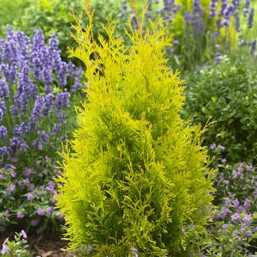 Thuja occidentalis Sunny Smaragd - Eastern White Cedar