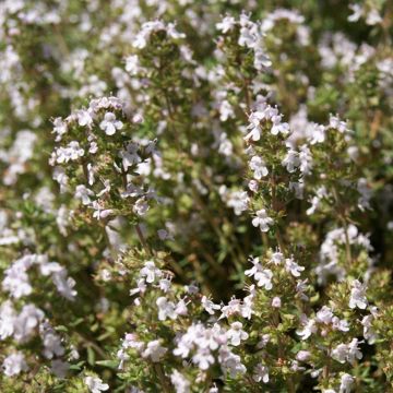 Thymus fragrantissimus Seeds - Thyme