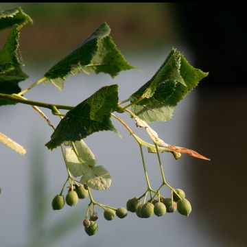 Tilia cordata Rancho - Lime