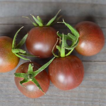 Tomato Black Cherry Organic