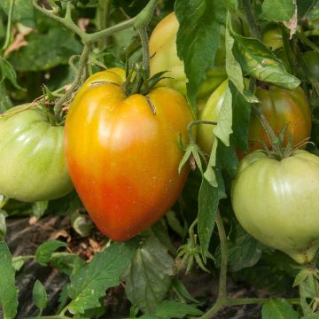 Tomato Ochsenherz Orange Grafted Plants Tomato Ochsenherz Orange Grafted Plants