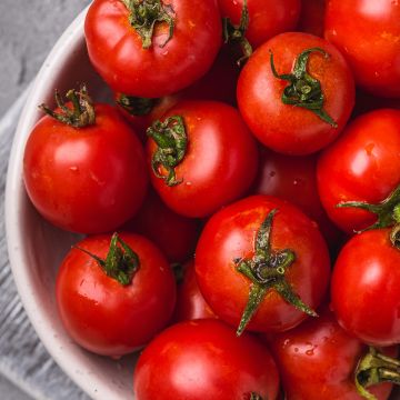 Tomate Pépite HF1 - Vilmorin Tomate Pépite HF1 - Vilmorin