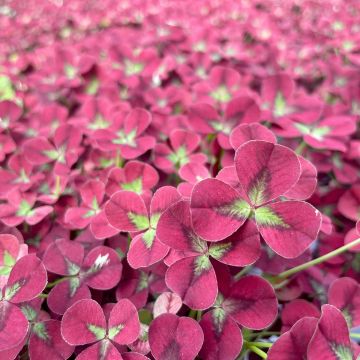 Trifolium repens Angel Clover Beauty - Clover