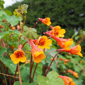 Tropaeolum tuberosum Tropaeolum tuberosum