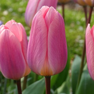 Tulipa 'Light and Dreamy'