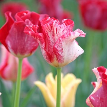 Tulipa Striped Crown