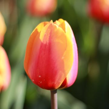 Tulipa Apricot Favourite - Triumph Tulip