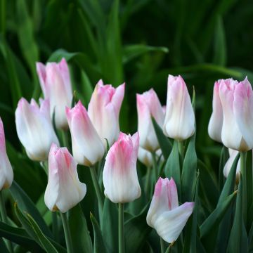 Tulipa Triumph Kyoko Takahashi