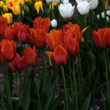 Tulipa Request - Triumph Tulip