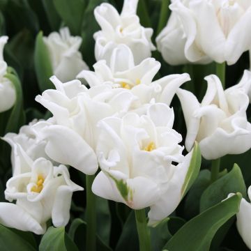 Tulipa White Liberstar - Triumph Tulip
