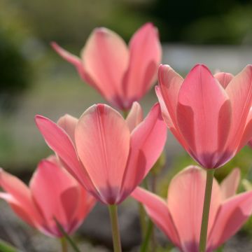 Tulipa clusiana Annika - Lady tulip