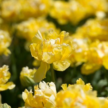 Tulipa Yellow Margarita - Double Early Tulip