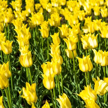 Tulipa Ballade Gold - Lily flowering Tulip