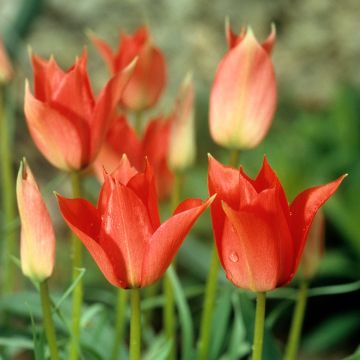 Tulipa Royal Charm - Lily flowering Tulipharm