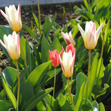 Tulipa x kaufmanniana Hope - Water lily tulip