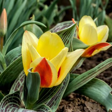 Tulipa greigii 'Melody d'Amour'
