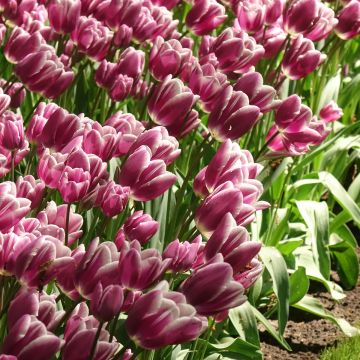 Tulipe pluriflore Purple Elegance Tulipe pluriflore Purple Elegance