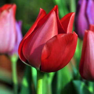 Tulipa Christmas Carol - Single early tulip