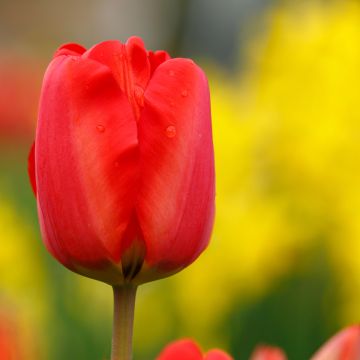 Tulipa Paradiso - Early single tulip Tulipa Paradiso - Early single tulip