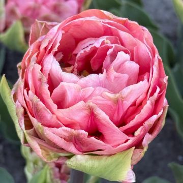 Tulipa Quinty Trustfull - Double early tulip