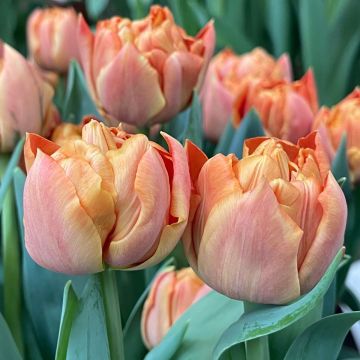 Tulipa Valdivia - Double early tulip