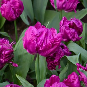 Tulipa Parrot Prince