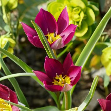 Tulipa humilis Odalisque