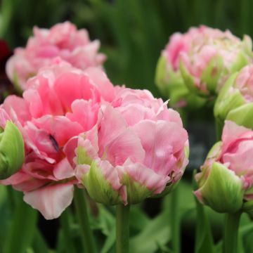 Tulipa Double Arosa - Late double tulip
