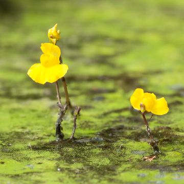 Utricularia vulgaris - Greater Bladderwort Utricularia vulgaris - Greater Bladderwort