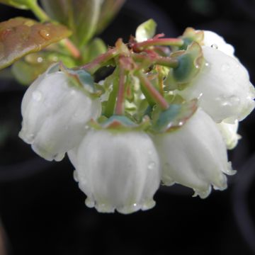 Myrtille Patriot - Vaccinum corymbosum Myrtille Patriot - Vaccinum corymbosum