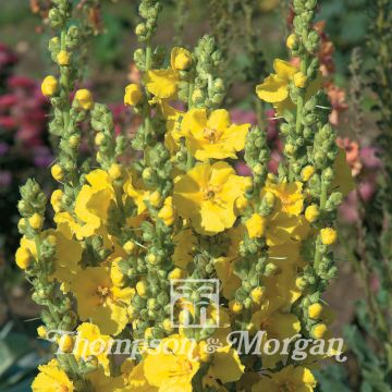 Verbascum 'Banana Custard' Verbascum 'Banana Custard'