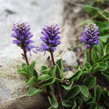 Veronica allionii - Allioni's speedwell
