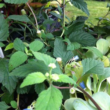 Lippia dulcis - Aztec Sweet Box Lippia dulcis - Aztec Sweet Box