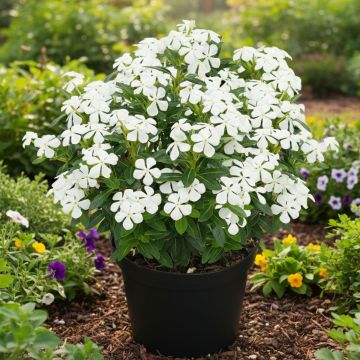Catharanthus roseus White - Madagascar periwinkle