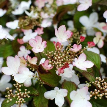 Viburnum plicatum Pinkawai®