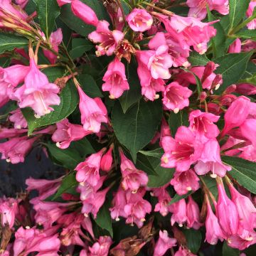 Weigela florida Colourtwist® Twopink 