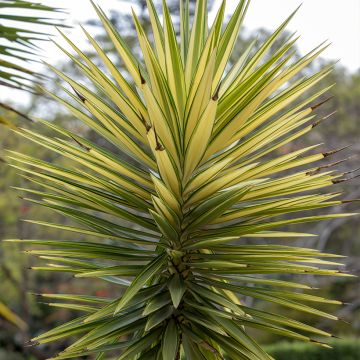 Yucca aloifolia Variegata - Spanish bayonet