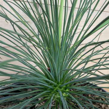 Yucca linearis Cascade