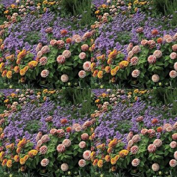 Zinnia Swizzle