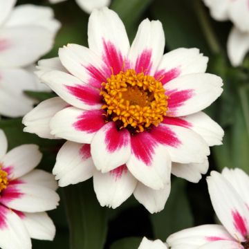 Zinnia marylandica Zahara Starlight Rose - Zinnia du Maryland Zinnia marylandica Zahara Starlight Rose - Zinnia du Maryland