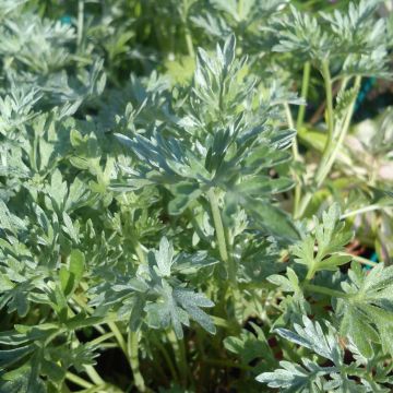Organic Common Wormwood - Artemisia absinthium