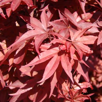 Acer palmatum Twomblys Red Sentinel - Japanese Maple