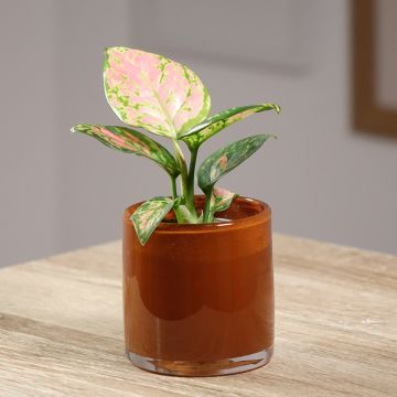 Aglaonema  'Beauty' - Aglaonème Beauty