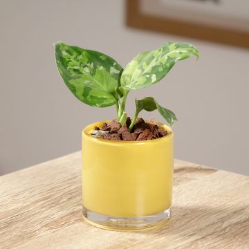 Aglaonema pictum Tricolor - Chinese evergreen