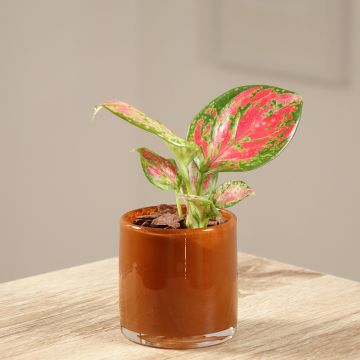 Aglaonema Red Dragon - Chinese evergreen Aglaonema Red Dragon - Chinese evergreen